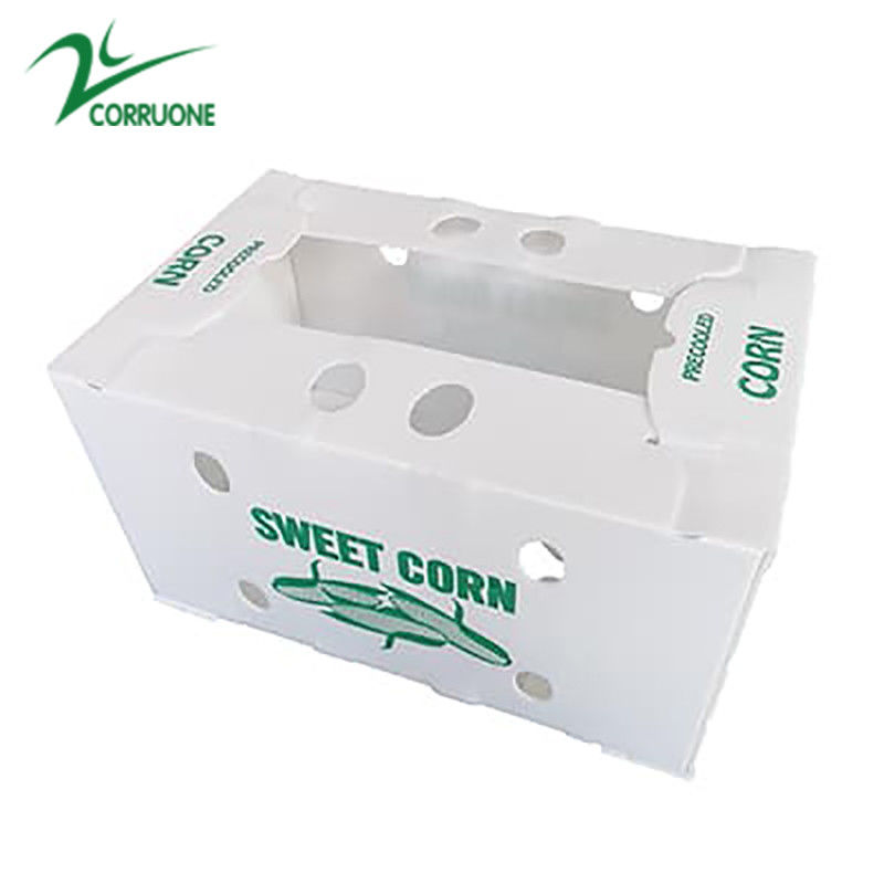 Tùy chỉnh môi trường thân thiện hộp nhựa đục đục cho bông cải xanh và bắp hộp Correx bắp bông cải xanh và nông nghiệp đóng gói