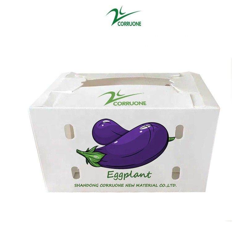 Tùy chỉnh môi trường thân thiện hộp nhựa đục đục cho bông cải xanh và bắp hộp Correx bắp bông cải xanh và nông nghiệp đóng gói