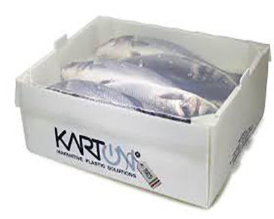 Corruone PP polypropylene 5 KG & 10 KG Custom Waterproof Frozen Meat or Seafood Packaging Boxes Hộp đóng gói thịt đông lạnh hoặc hải sản