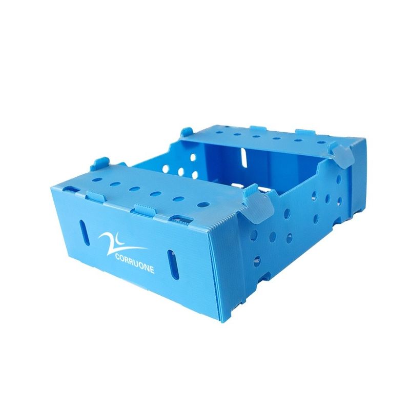 Hộp nhựa PP Correx 5 mm 6 mm cho trái cây và rau quả