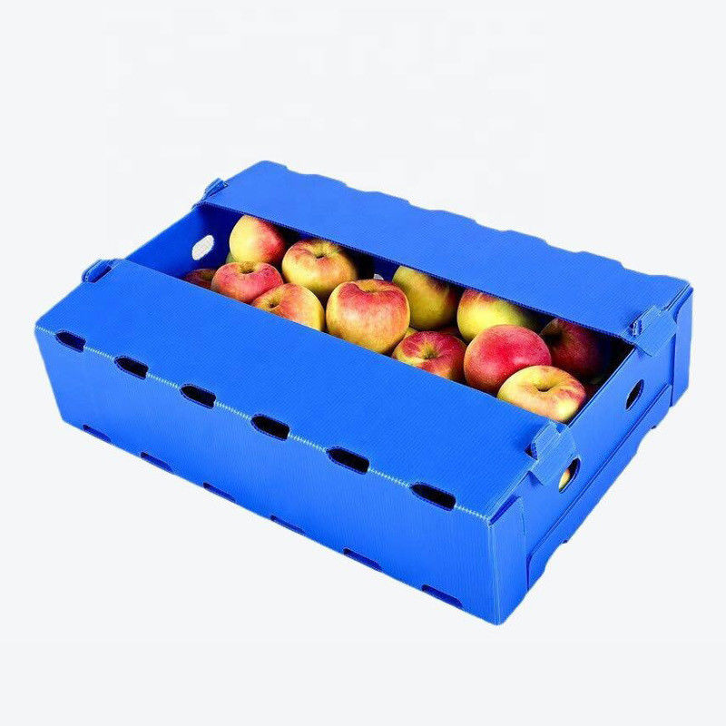 Hộp nhựa PP Correx 5 mm 6 mm cho trái cây và rau quả