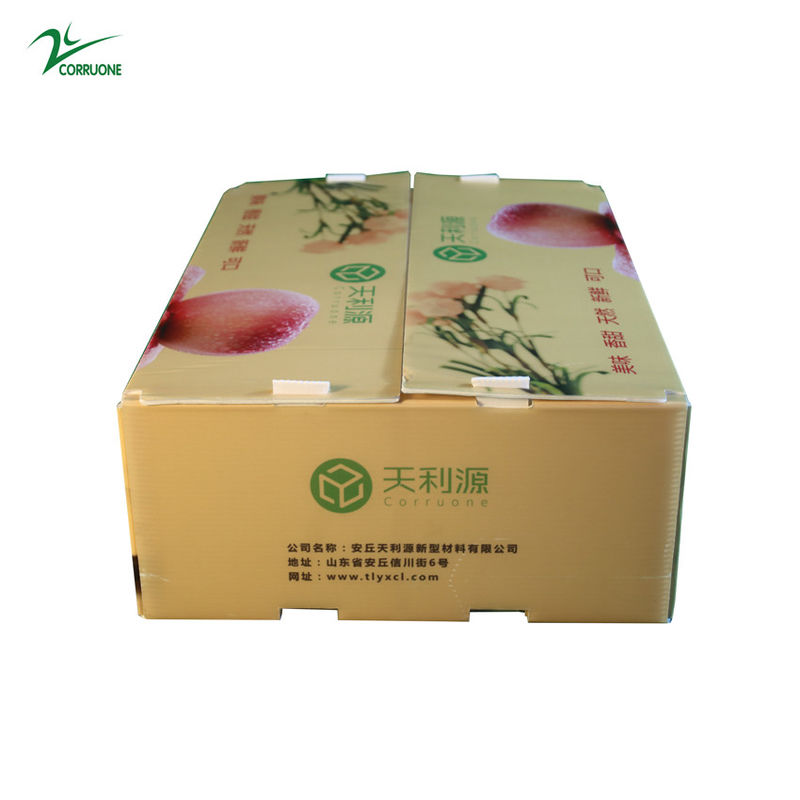 Twinwall PP Hộp sóng Hộp đựng thực phẩm Corflute cấp cho trái cây Rau quả