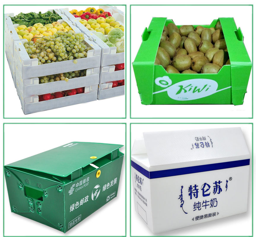 Hộp Coroplast tùy chỉnh Hộp tôn thực vật cho ớt đỏ