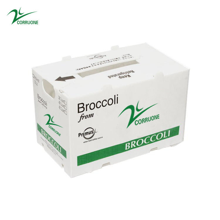 PP PE Mango Hộp sóng Hộp lưu trữ Corflute Polypropylen