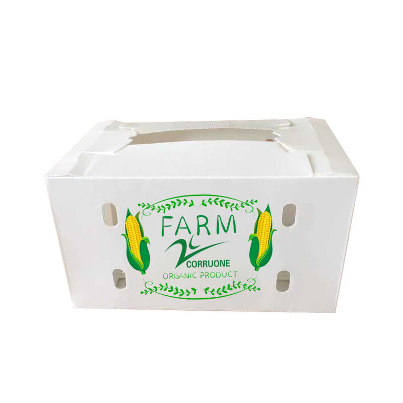 Corruone Không thấm nước Gập polypropylen nhựa lợp trái cây rau quả ếch ếch / Gừng / Taro / Okra Hộp đóng gói