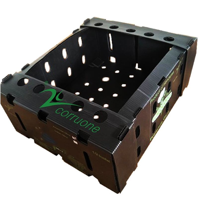 Corruone PP polypropylene correx hộp gấp rau tươi và trái cây pp hộp tấm nhựa lợp