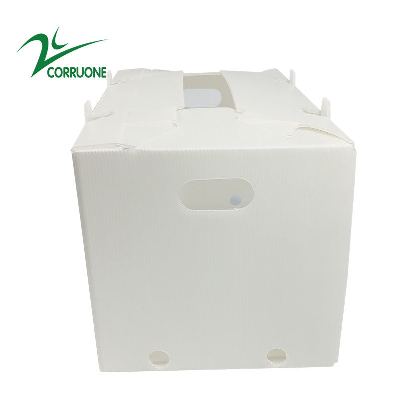 Hộp nhựa sóng có thể gập lại Coroplast Correx Correx 2mm-11mm