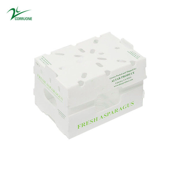 Corruone PP Correx trái cây hải sản rau quả Cartonplast nhựa lợp polypropylene hộp