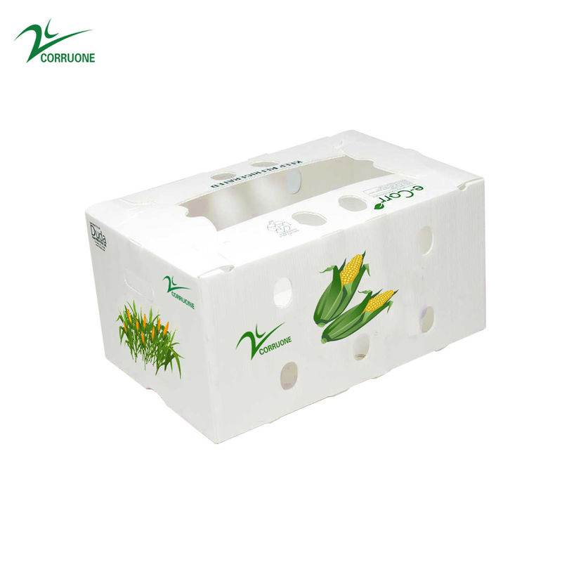 Corruone PP Correx trái cây hải sản rau quả Cartonplast nhựa lợp polypropylene hộp