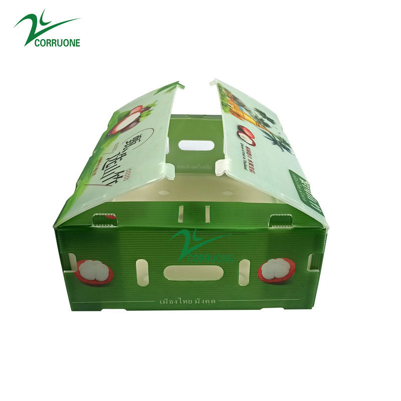 Hộp nhựa đúc lỏng PP cho rau và trái cây hộp Corflute correx ngô bông cải xanh và nông nghiệp hộp đóng gói