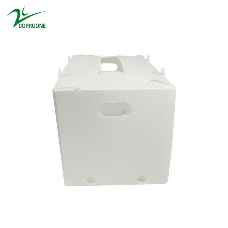 Hộp sóng trái cây Correx Hộp nhựa sóng tùy chỉnh cho ngô