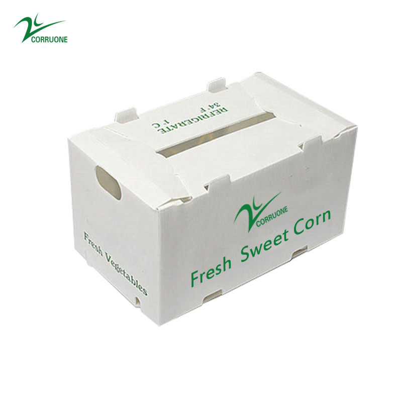 Correx Fruit Box PP Box nhựa lồi cho rau và nông nghiệp
