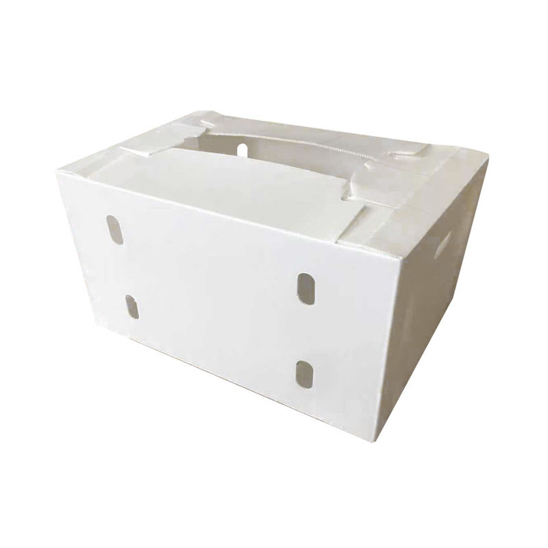 Correx Fruit Box PP Box nhựa lồi cho rau và nông nghiệp