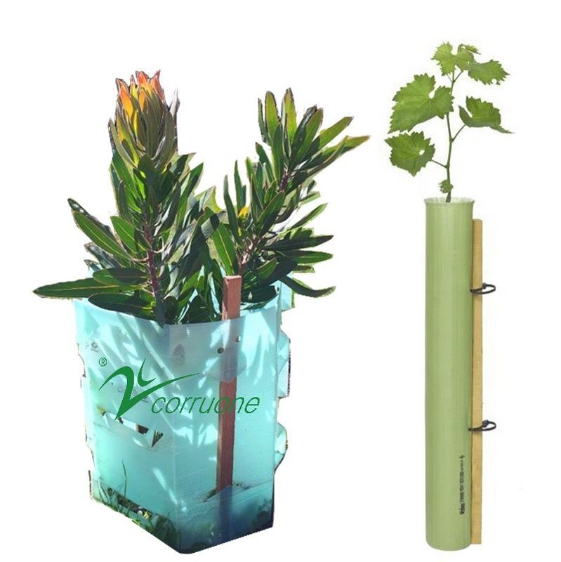 Bảo vệ cây nhựa Corflute 100% PE màu đỏ Chống tia cực tím 2mm-12mm